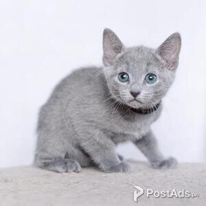 russian blue kitten | PostAds PH