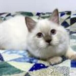 ragdoll kittens | PostAds PH