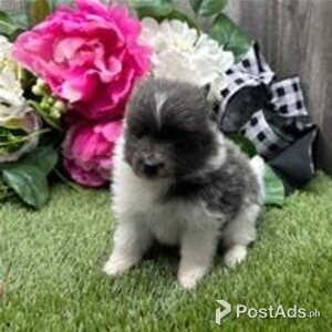 pomeranian puppies | PostAds PH