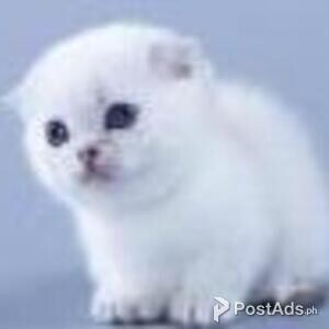 munchkin kitten | PostAds PH