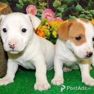 jack russell | PostAds PH