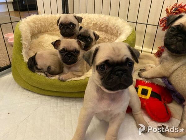 Pedigree Pug Puppies for sale