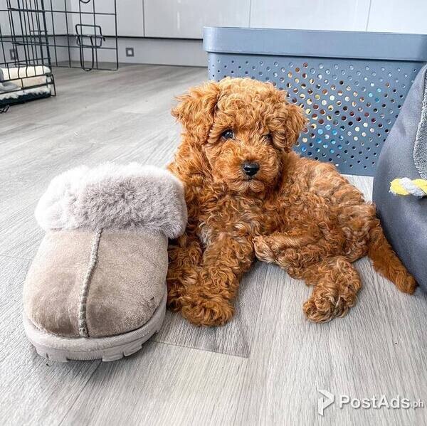 Toy Poodle Puppies available for sale