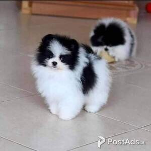 Teacup Pomeranian Puppies for Sale | PostAds PH