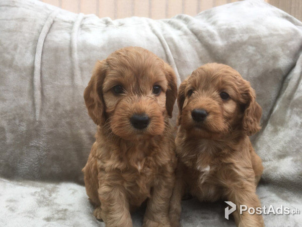 Cavapoo Puppies for Sale
