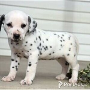dalmatian puppies | PostAds PH