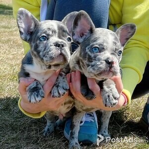 Cute French Bulldog Puppies for Sale | PostAds PH