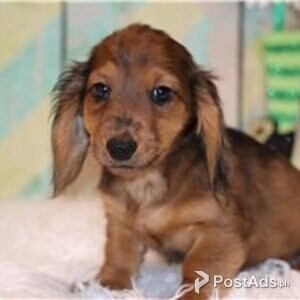 dachschund puppies | PostAds PH