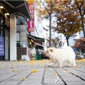 chow chow puppies | PostAds PH