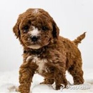 cavapoo puppies | PostAds PH