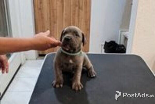 cane corso puppy available