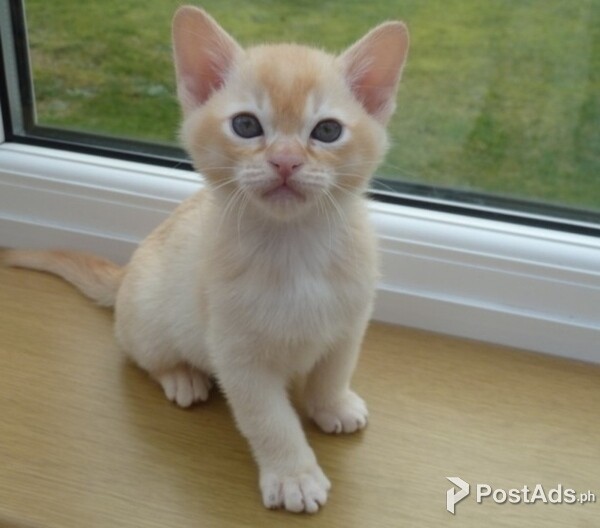 burmese kittens