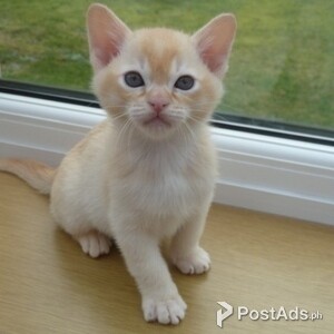 burmese kittens | PostAds PH