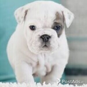 bulldog puppies | PostAds PH