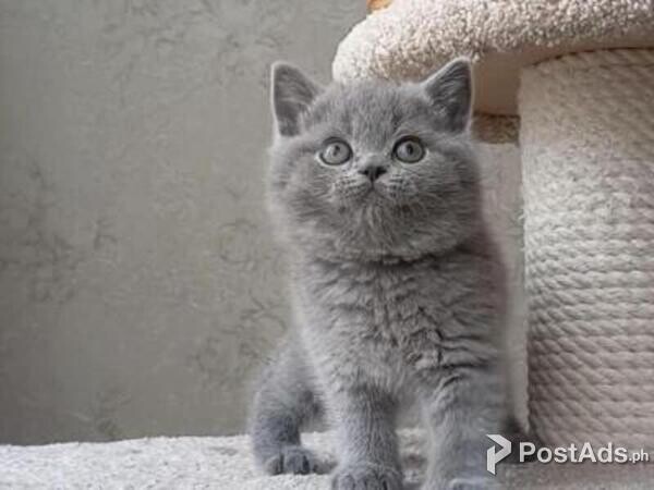 british shorthair