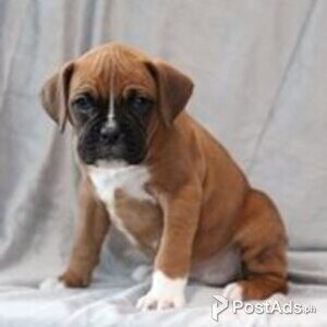 boxer puppies | PostAds PH