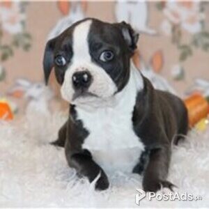 boston terrier puppies | PostAds PH