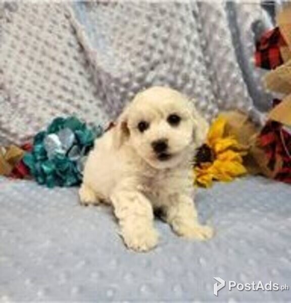 bichon frise