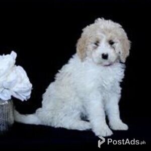berne doodle | PostAds PH