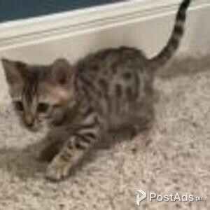 bengal kittens available | PostAds PH