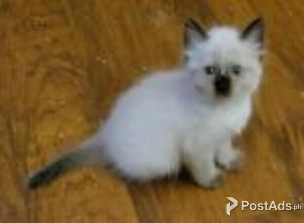 balinese kittens