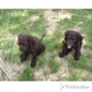 american water spaniel puppies | PostAds PH