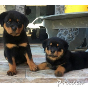 Rottweiler puppies for adoption | PostAds PH