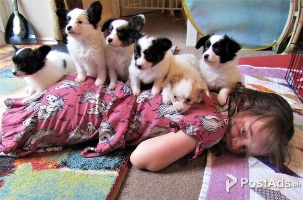 Amazing Papillon puppies.