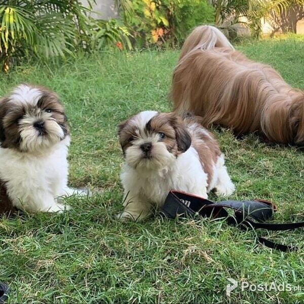 Beautiful Shih Tzu puppies for good home