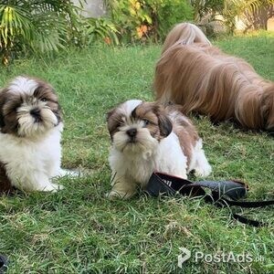 Beautiful Shih Tzu puppies for good home | PostAds PH