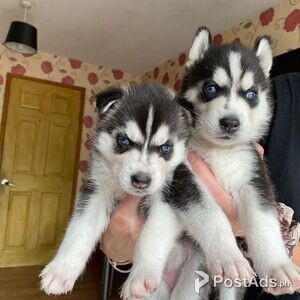 Charming Siberian Husky Puppies Available for sale | PostAds PH