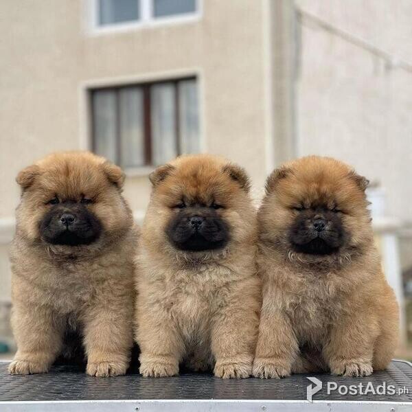 Beautiful Chow Chow puppies for good home