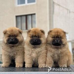 Beautiful Chow Chow puppies for good home | PostAds PH