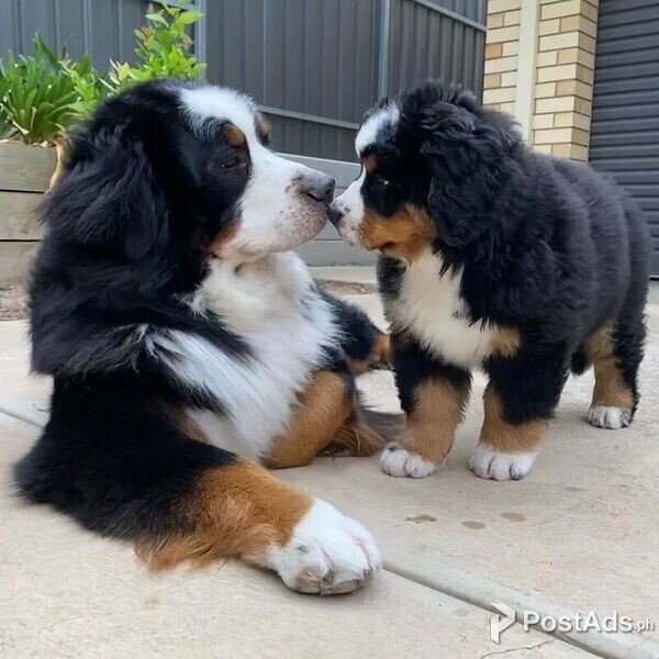 Nice Bernese Mountain Puppies
