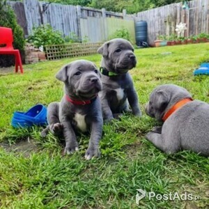 Staffordshire Bull Terrier Males and females | PostAds PH