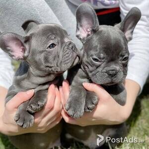 Beautiful French Bulldog puppies for good home | PostAds PH