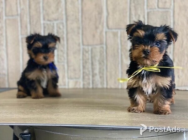 Beautiful Yorkie puppies for good home
