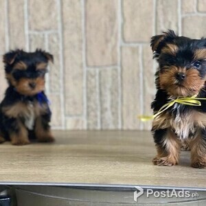 Beautiful Yorkie puppies for good home | PostAds PH