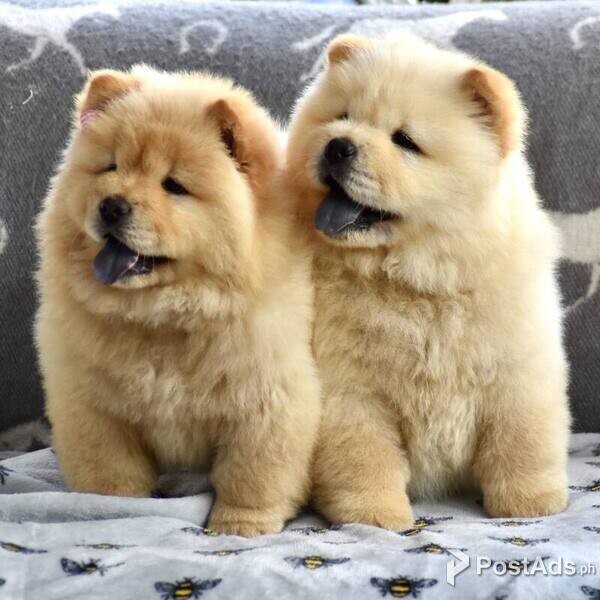 chow chow available 
