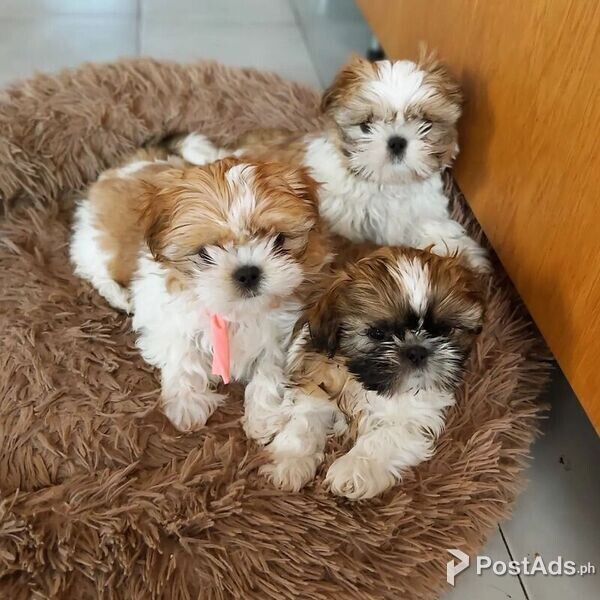 Shih Tzu Pups