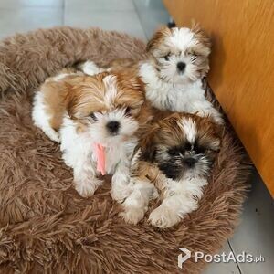 Shih Tzu Pups | PostAds PH