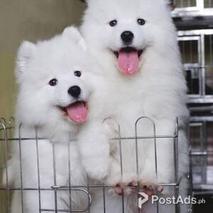 Samoyed Babies | PostAds PH