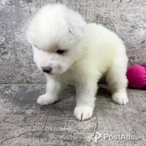Samoyed puppies ready | PostAds PH