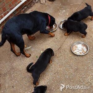 10 weeks old Rottweiler puppies | PostAds PH