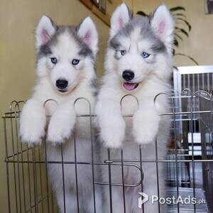 Husky Puppies | PostAds PH
