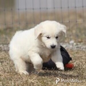 golden retriever puppy | PostAds PH