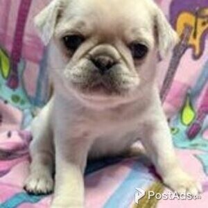 pug puppies | PostAds PH