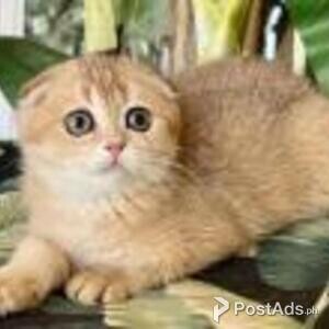 scottish fold | PostAds PH