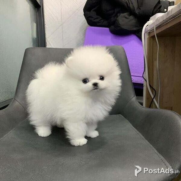 Kc Office Pomeranians Pups