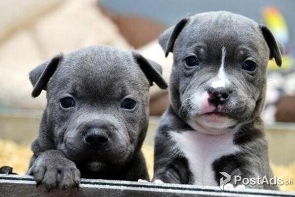 Staffordshire Bull Terrier Puppies